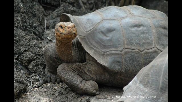 Wereldreiziger.net - Galapagos Eilanden: Plaza Sur, Isla Santa Fe, Punta Suarez, Isla Espagnola смотреть онлайн