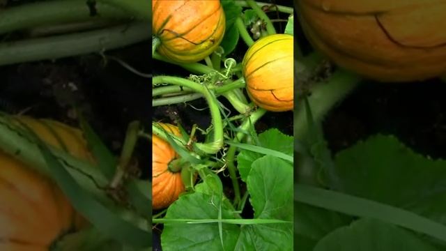 А это - пан Тыква. Дмитрий Шлапак смотреть онлайн