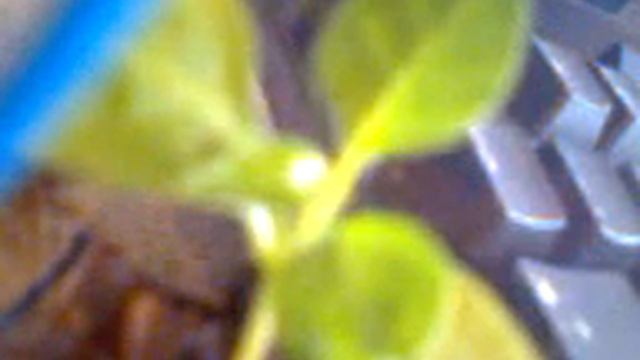 Hungarian paprika tunning смотреть онлайн