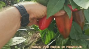 Полный ОБЗОР Сладких Сортов ПЕРЦА сайта ПОМИДОМ.РУ POMIDOM.RU характеристики описание урожайность!