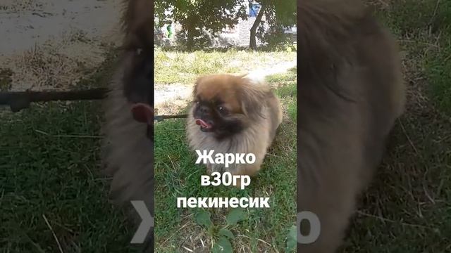 пекинес смотреть онлайн