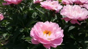 Пион Pink Delight, вызывает восторг и восхищение!