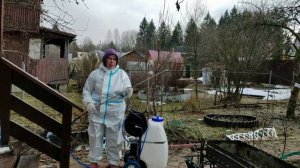 Обработка деревьев от сажистого гриба