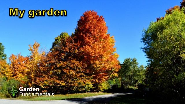 Non-flowering Plants For The Fall Garden 😎💖🍂 Create A Better Fall Garden