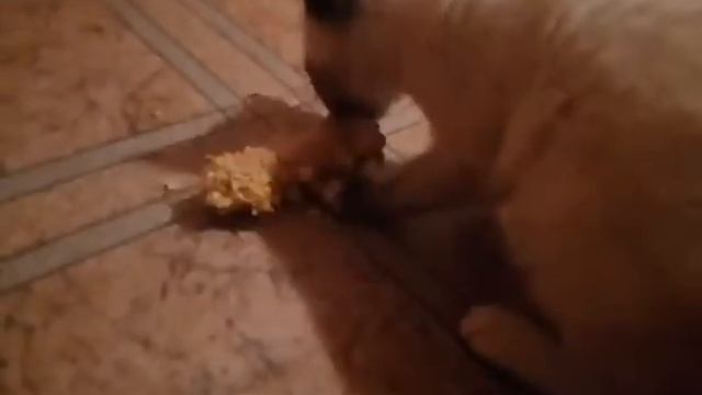 Котёнок ест кукурузку смотреть онлайн