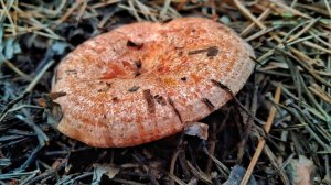 ЗИМА НА НОСУ, А МЫ ВСЕ СОБИРАЕМ РЫЖИКИ!!!! Осенний сбор грибов 2023