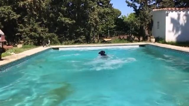 Salto olímpico labrador negro a cámara lenta, super salto a la piscina impresionante смотреть онлайн