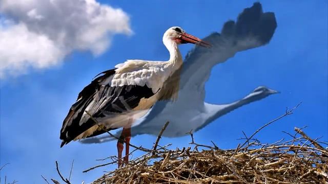 Стара хатина край села стоїть.... смотреть онлайн