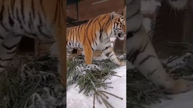 Амурский тигр смотреть онлайн
