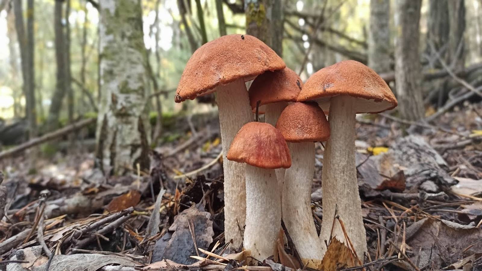 Это просто ГРИБНОЕ БЕЗУМИЕ!!! Хоть КОСОЙ КОСИ ГРИБЫ!!! Осенний сбор грибов смотреть онлайн