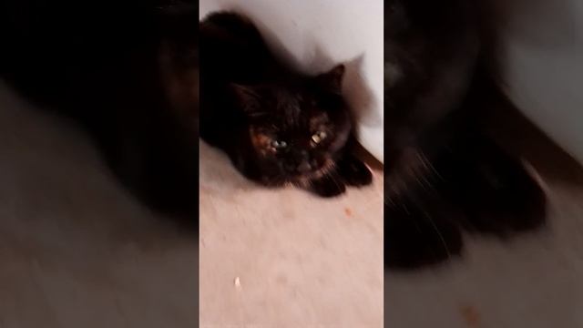 CatSpidar.png смотреть онлайн