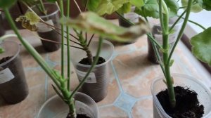 Пеларгонии из посылки. Что с ними делать?