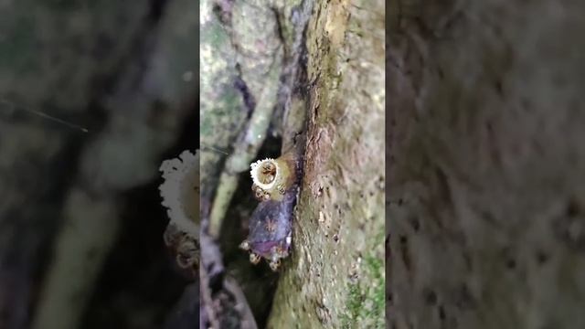 Cacau Cabruca - As belezas da Zona Rural смотреть онлайн
