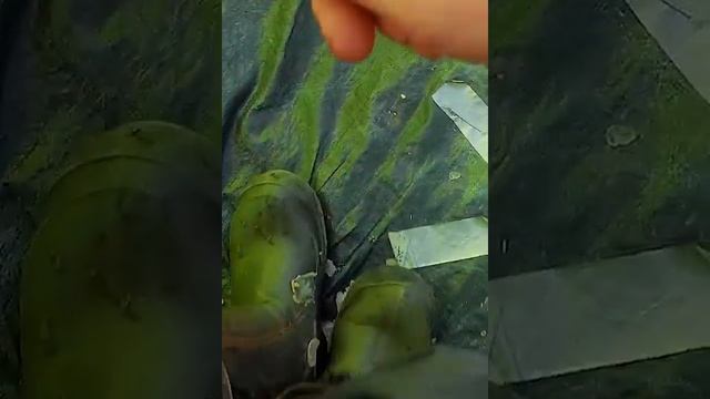Тащим друзья ,тащим-ещё одну плотву поймали на щуку #селигер #рыбалка смотреть онлайн