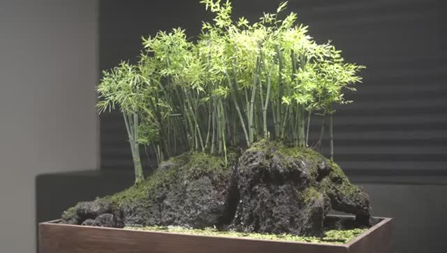 Как вырастить мини бамбуковый сад в комнате?
