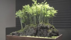 Как вырастить мини бамбуковый сад в комнате?