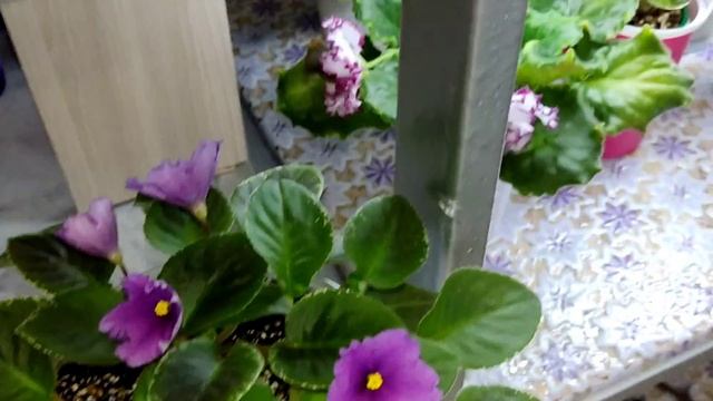 Фиалки у Алисы. смотреть онлайн