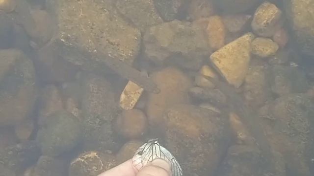 рыбалка на бабочку смотреть онлайн