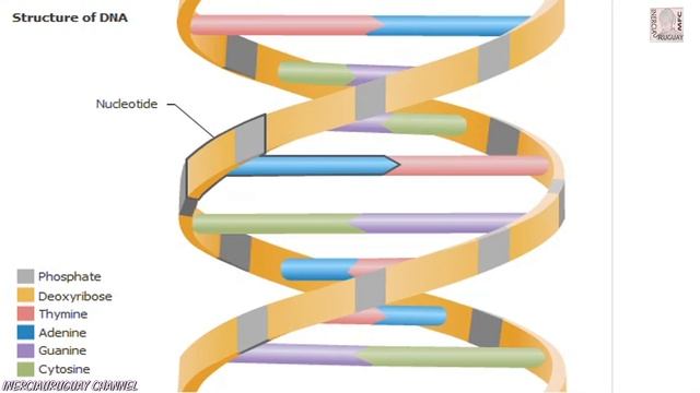 DNA STRUCTURE DNA DEOXYRIBONUCLEIC ACID PROTEIN SYNTHESIS AND REPLICATION ANIMATED DEMONSTRATION смотреть онлайн