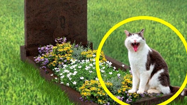 Кошка орала во время похорон, дальше священник сделал немыслимое! смотреть онлайн