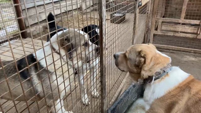 Выгул с песочницей. Гек, Джуля (Айлу*Булат). +79157787787 смотреть онлайн