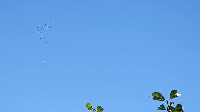 Голуби и мой выходной смотреть онлайн