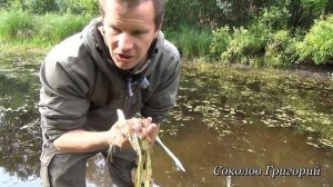 Рогоз. Доступная еда в природе.