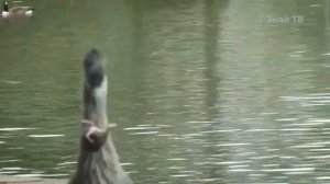 Голодная Большая ГОЛУБАЯ Цапля и ЦАПЛЯ ГОЛИАФ - с этими ребятами лучше не шутить!