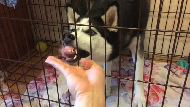 Хаски ест сыр смотреть онлайн