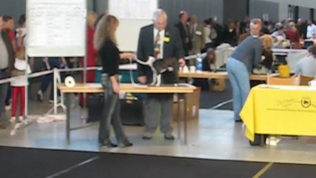 Carlos bei Hundeausstellung Stuttgart 08.11.2008 смотреть онлайн