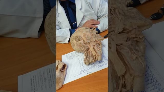 Анатомия. рот, горло, глотка, язык (последнее) смотреть онлайн