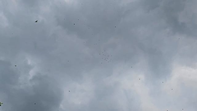 По приметам стрижи летят а голуби смотреть онлайн