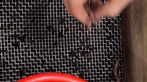 Приготовление субстрата и заселение червя Дендробена в новый субстрат