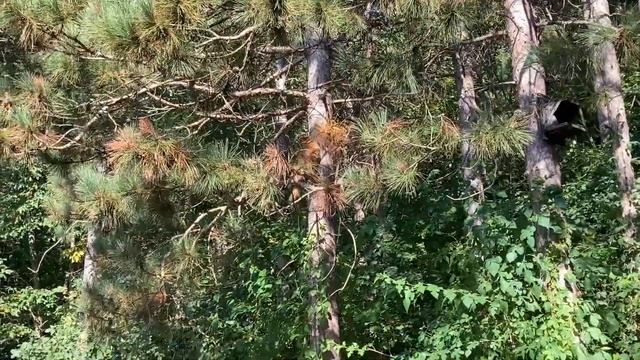 Cinnabon's search for tree snacks! смотреть онлайн