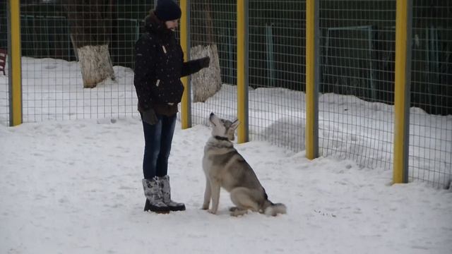 Дрессировка хаски http://dogclass.ru/ смотреть онлайн