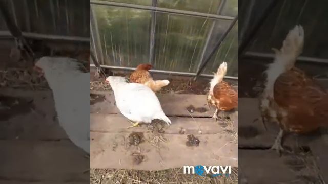 Осень смотреть онлайн