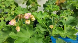 Компактные пеларгонии для подоконника.