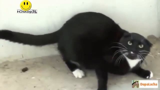 СМЕШНАЯ ОЗВУЧКА ЖИВОТНЫХ.часть 1