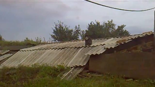 котята в деревне смотреть онлайн