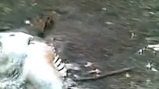 Неизвестное существо).mp4 смотреть онлайн