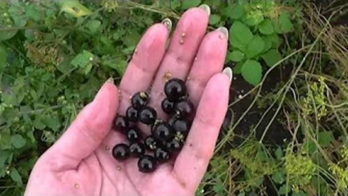 Ирина Гурьева