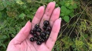 Варенье из паслёна