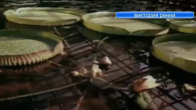 Это интересно Солнечное затмение,виктория ренни,картина наказание охотника смотреть онлайн