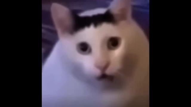 Cat meme (huh) смотреть онлайн