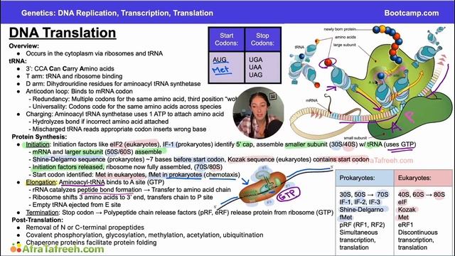 DNA Replication, Transcription, and Translation-3. DNA Translation atf смотреть онлайн