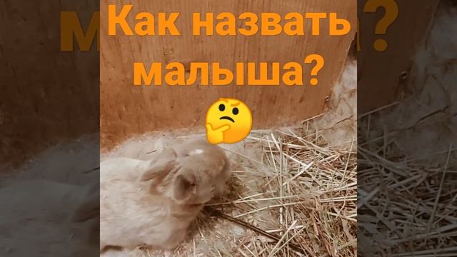 Как назвать малыша?🤔 смотреть онлайн