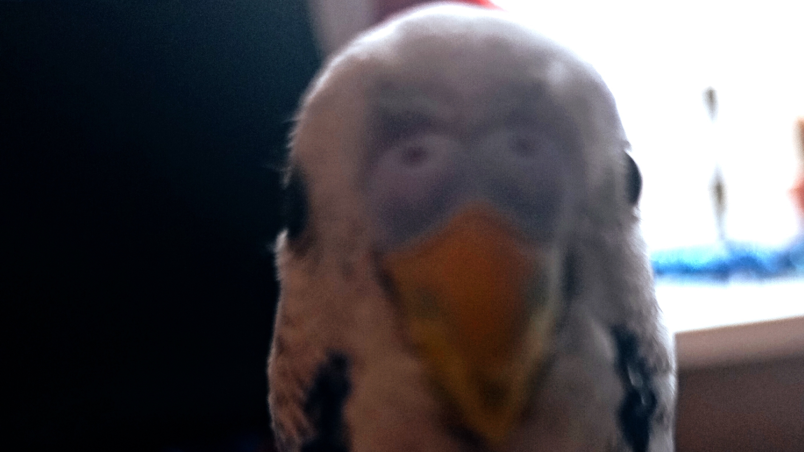 вот попуг 😂