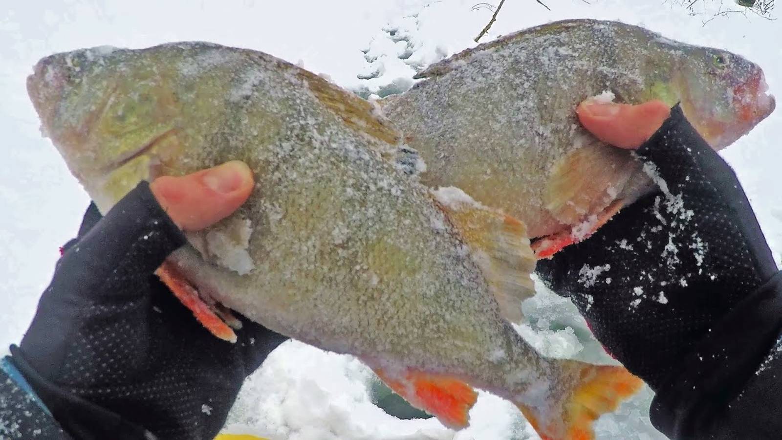 БЫЛО ТРУДНО, НО МЫ ДОБРАЛИСЬ ДО КРУПНЫХ ОКУНЕЙ! Зимняя рыбалка как она есть! смотреть онлайн