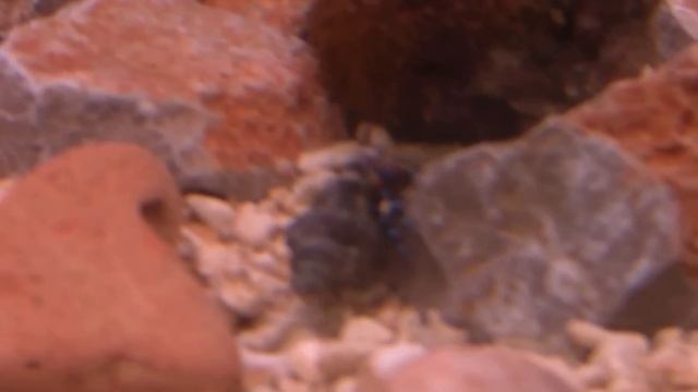 Reef Gorica смотреть онлайн
