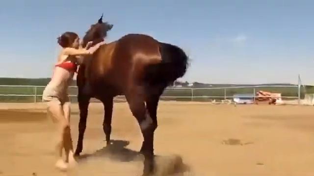 Смышленая лошадь смотреть онлайн